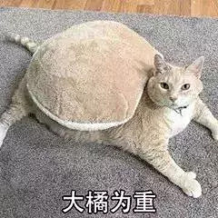 最近很火的40张猫咪表情包_微信 : 又...