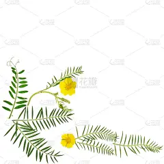 花朵图案纹理。小枝与绿色的叶子和黄色的洋甘菊孤立在白色的背景。放置你的文本。