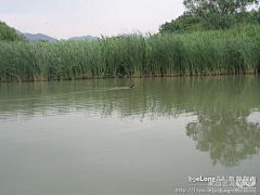 halirong采集到看图说话:周末游西溪湿