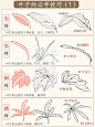 国画入门｜叶子的必学技巧（1）持续更新‼️