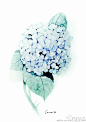 水彩 花卉 绣球 淡蓝