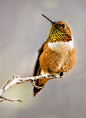 Rufous Hummingbird by ariseandrejoice