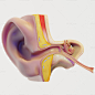 耳朵结构解剖部分 3D 模型