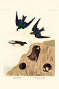 美国鸟类：紫绿燕