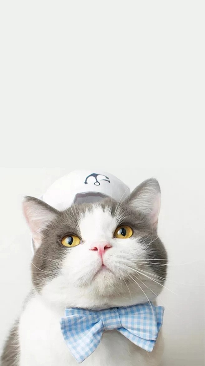 动物 猫咪 狗呆萌 喵星可爱 宠物 自然...