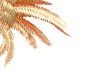 椰子树叶子png (25)