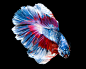 美丽的彩色金鱼高清图片(图片ID：92193)-高清动物图片-素材中国16素材网
