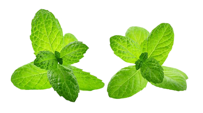薄荷叶子 PNG素材