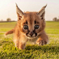 Baby Caracal | Cutest Paw