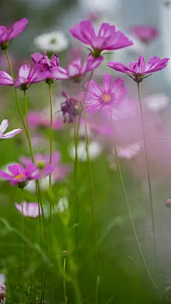 幸福花绽放苹果手机锁屏壁纸