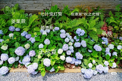 dany妞采集到种植意向