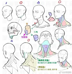 头颈肩