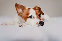 点击来源直接获取大图文件 |cute jack russell dog lying on bed listening with funny ear
