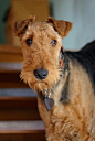 Fiance is allergic to dogs. I've loved dogs since before I could speak. The solution? A hypo-allergenic, non-shedding, rough and tumble breed! The Airedale Terrier!