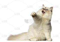 冷酷小羊采集到猫抓板参考