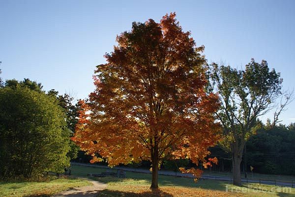 美国梧桐sycamore