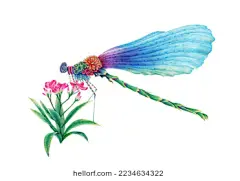 昆虫创意插画，豆娘，蜻蜓，手绘钢笔画 昆虫记