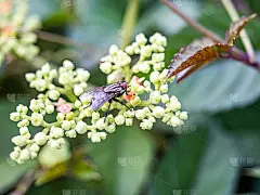 石棺蝇对红藻灌木杀手花1