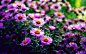 General 2560x1600 flowers purple flowers depth of field