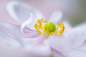 Photograph Windflower by Jacky Parker on 500px