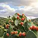 exejutabled3723_prickly_pear_cactus_with_fruit_against_cloudy_s_c7a7fb0f-1b6d-47d9-8137-025909d9e985.png?ex=66db81fd&amp;is=66da307d&amp;hm=76cc95b63cb0d1e0f05c9bdfc1fdd2cfd6e92fcc5000a8651335f22505689457&amp; (1.45 MB,928*1232)