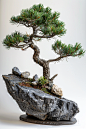 松树造型盆栽植物高清图片