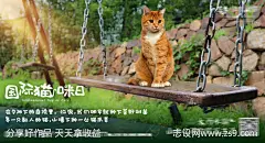 国际爱猫日海报展板-源文件-志设网-zs9.com