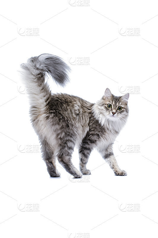灰猫翘着尾巴回头看