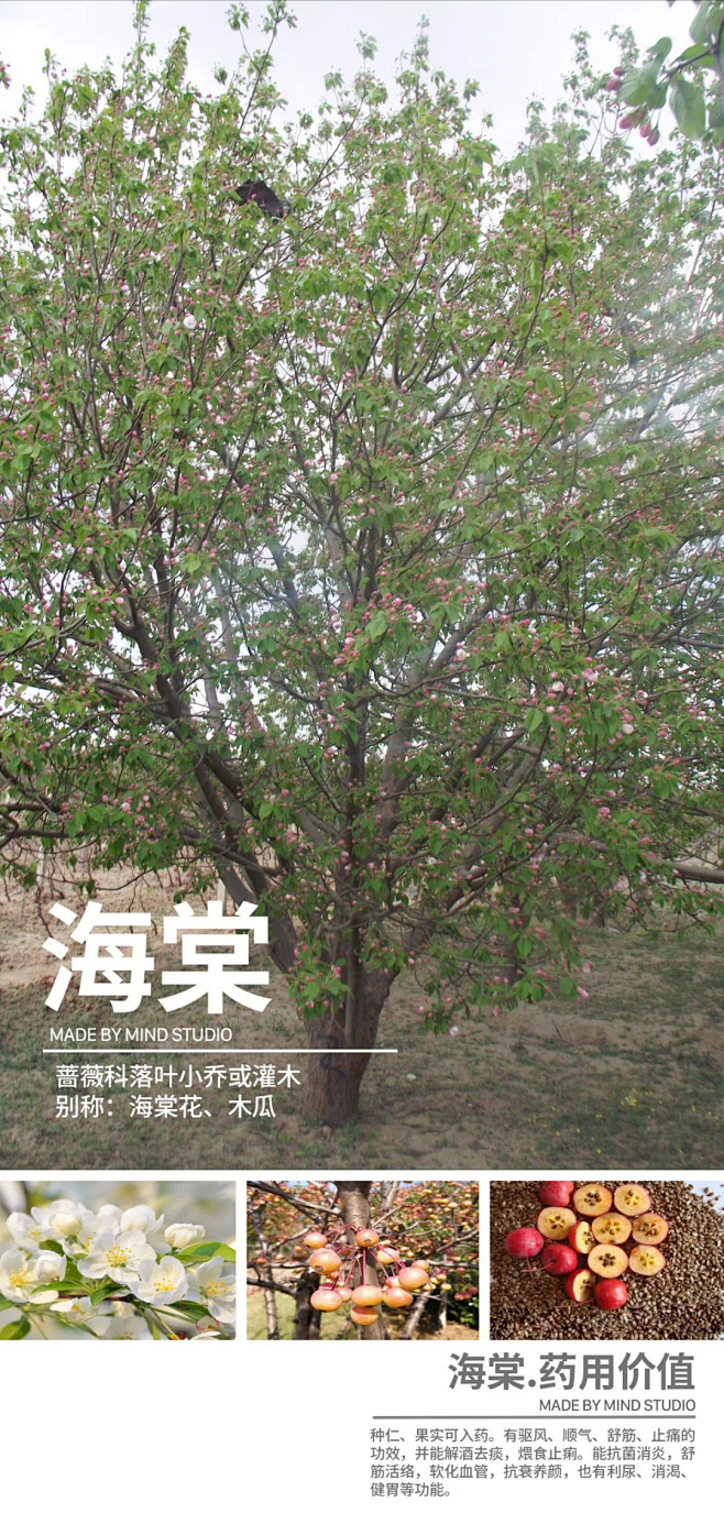 干货 | 具有药用价值的园林植物 : M...