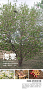 干货 | 具有药用价值的园林植物 : MIND STUDIO出品 |植物分享
