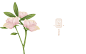 云坤花茶品牌LOGO/包装设计