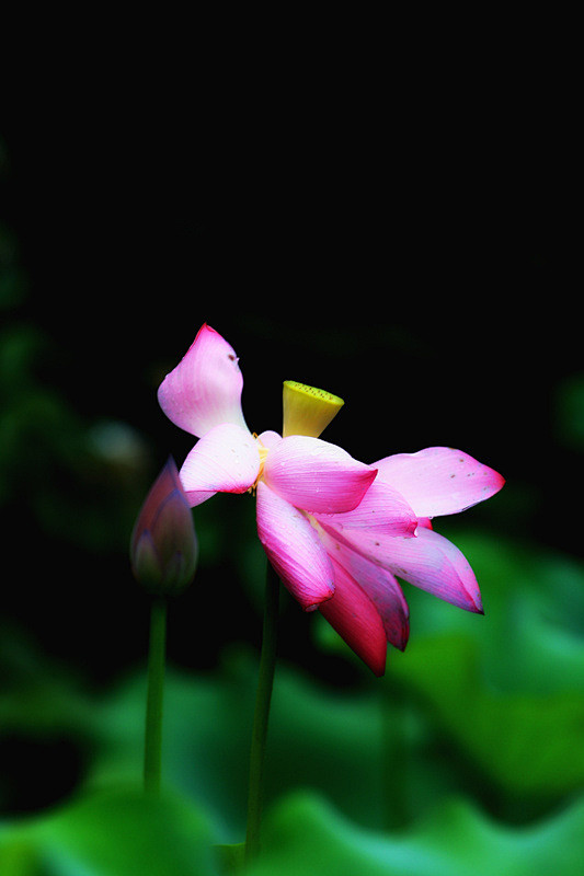 水面上生出朵朵花，随风摇着；回身望去，浅...