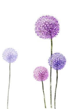 免扣背景PNG素材#紫色的蒲公英 花#