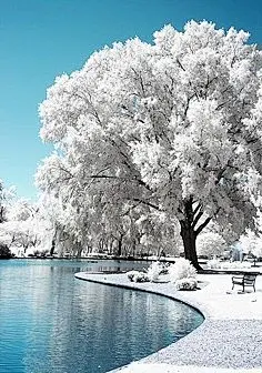 雪景