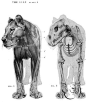 求大型猫科动物肌肉骨骼图！！！！！！！！！！！！！！！！！！！_老虎吧_百度贴吧