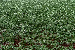 马铃薯长着白色和黄色的花在一大片地里。