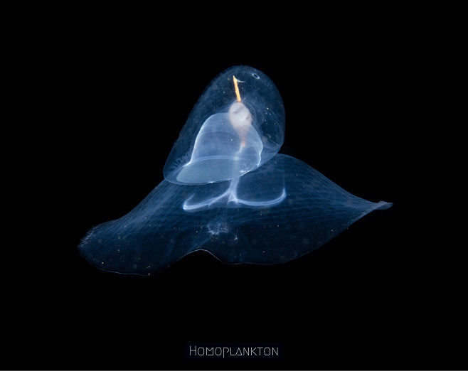 Homoplankton的照片 - 微相...