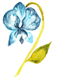 唯美蓝色花卉透明装饰素材png,海报设计装饰,花卉,卡通,蓝色,免扣,设计素材,水彩,淘宝素材,透明素材,唯美,装饰,装饰图案
