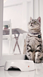 Cat Mia, Introduction To American Shorthair Cat