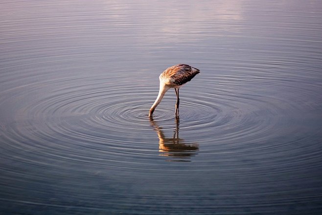 Flamingo, Bird, Wate...