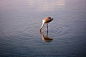 Flamingo, Bird, Water, Reflection, Water Bird