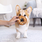 Geordi La Corgi (@lacorgi)的ins主页 · Tofo · Instagram网页版/好用的ins浏览器 (Lookins.me)