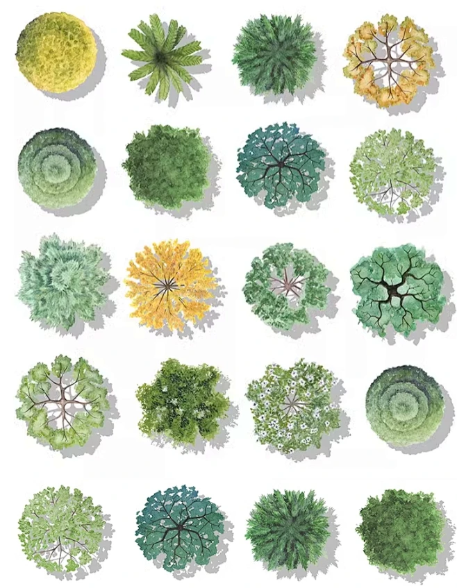 2024小清新平面植物PS素材建筑景观彩平图平面植物PSD免扣素材-花瓣网