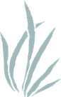 手绘植物 插画 印花 图案 png 免扣元素_小素材 _素材 - 卡通采下来 #率叶插件，让花瓣网更好用#