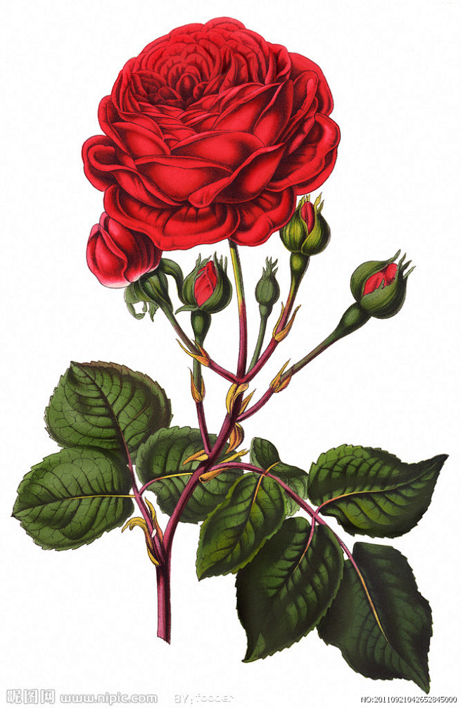 手绘红玫瑰