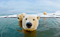 Steven Kazlowski摄影作品：北极熊