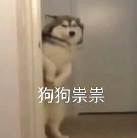 你见过宠物最有毒的表情包是？ - 半次元...