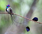 【Marvellous Spatuletail】叉扇尾蜂鸟，本来就小小的，还要拖个长尾巴，看着真累...   #鸟类# #萌#