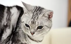 超萌小猫咪桌面高清壁纸桌面壁纸2