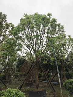 EJ素材搜集采集到EJ-植物-乔木